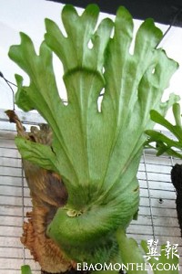 Platycerium grande大葉鹿角蕨